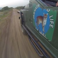 safari