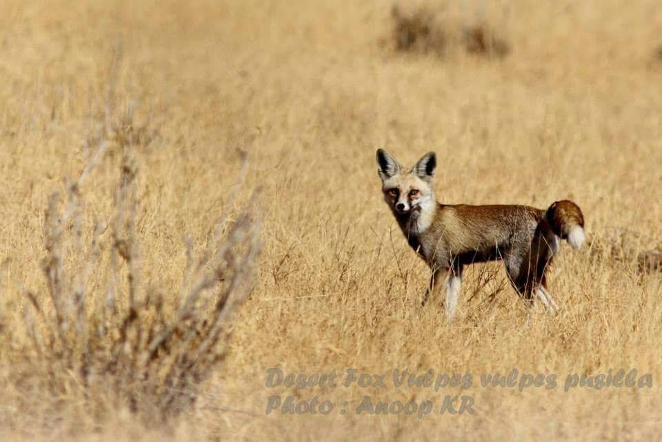 dfox