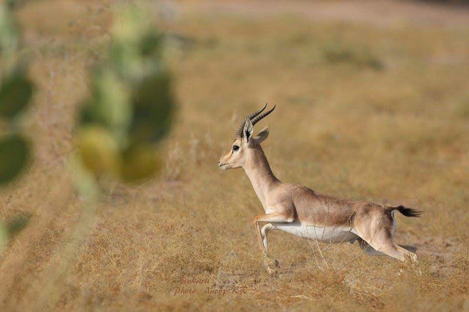 Gazzel