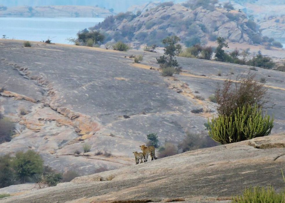 TIGER TOUR (INDIA WILDLIFE & ARCHITECTURAL TOUR)